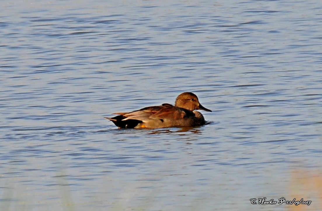 Gadwall - ML69622651