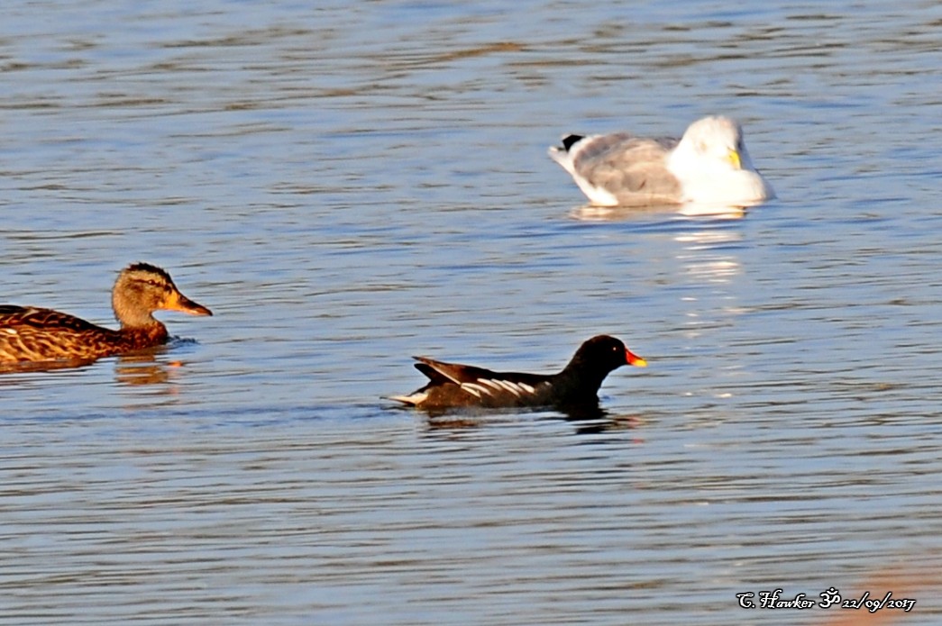 Eurasian Moorhen - ML69622741