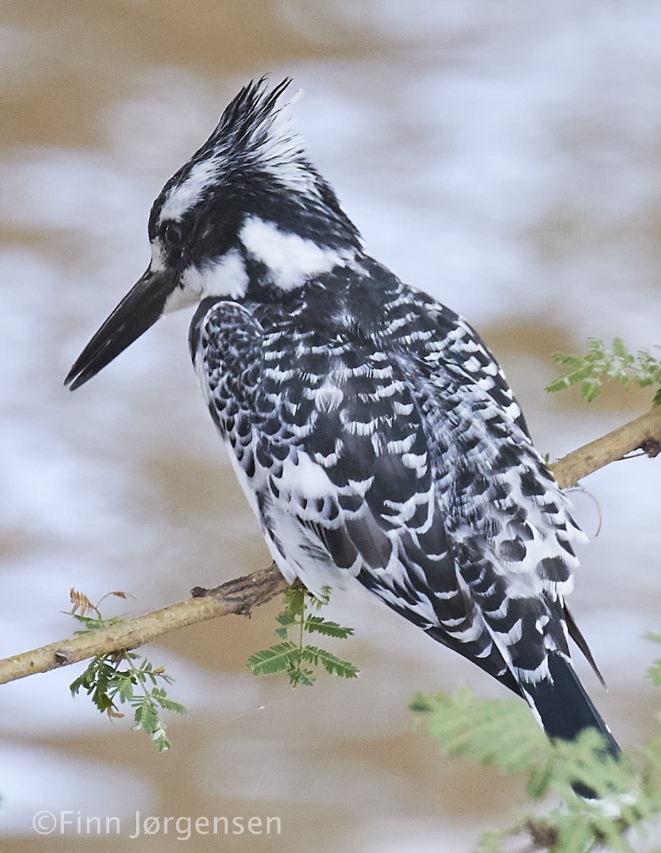 Pied Kingfisher - Finn Jørgensen