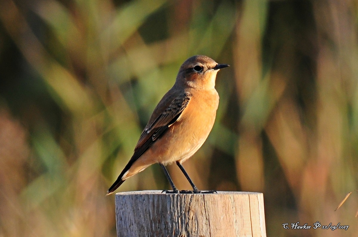 Northern Wheatear - ML69622991