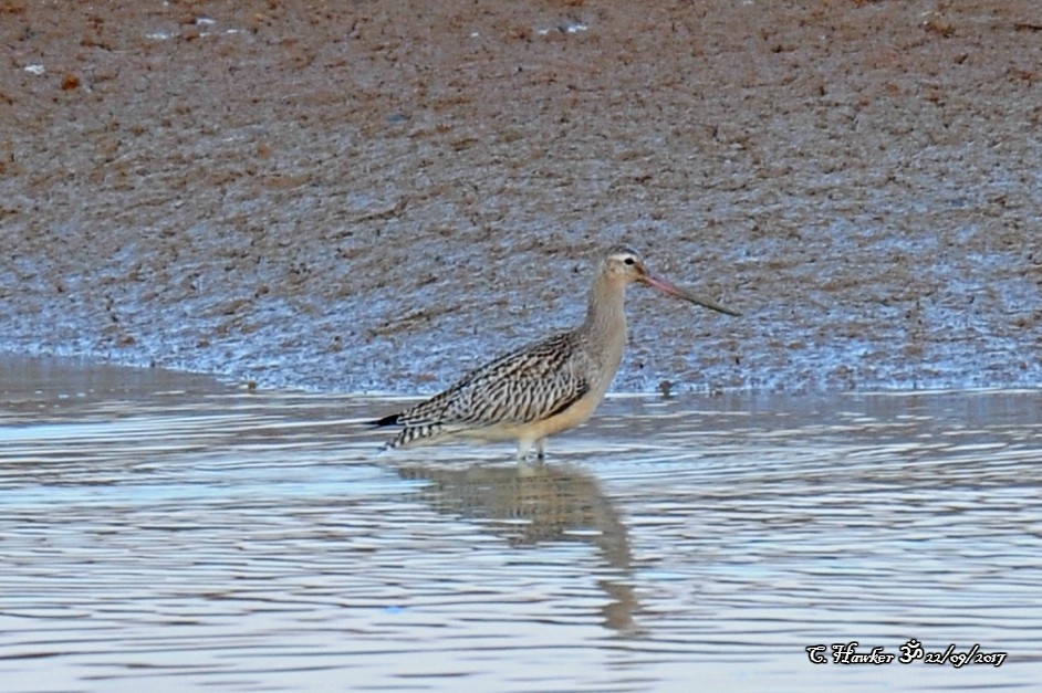 Bar-tailed Godwit - ML69623161