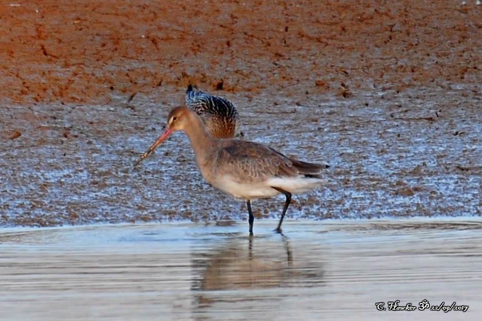 Black-tailed Godwit - ML69623351