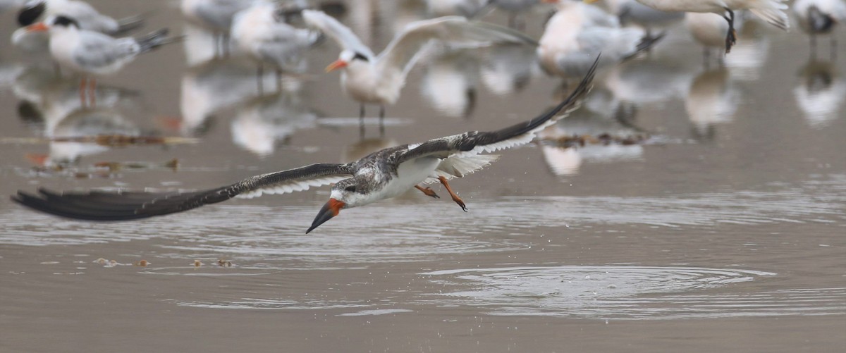 Водоріз американський - ML69623911