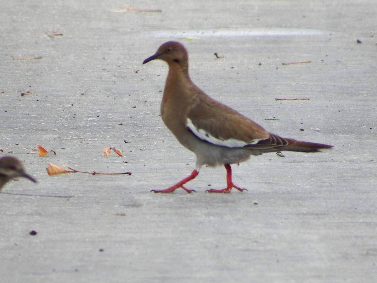 White-winged Dove - Randolph "Casper" Burrows