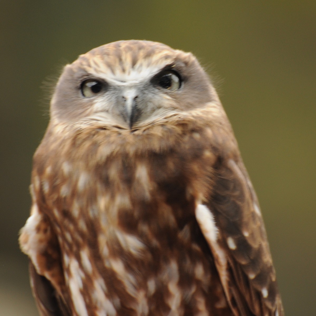 Australian Boobook - ML69625361