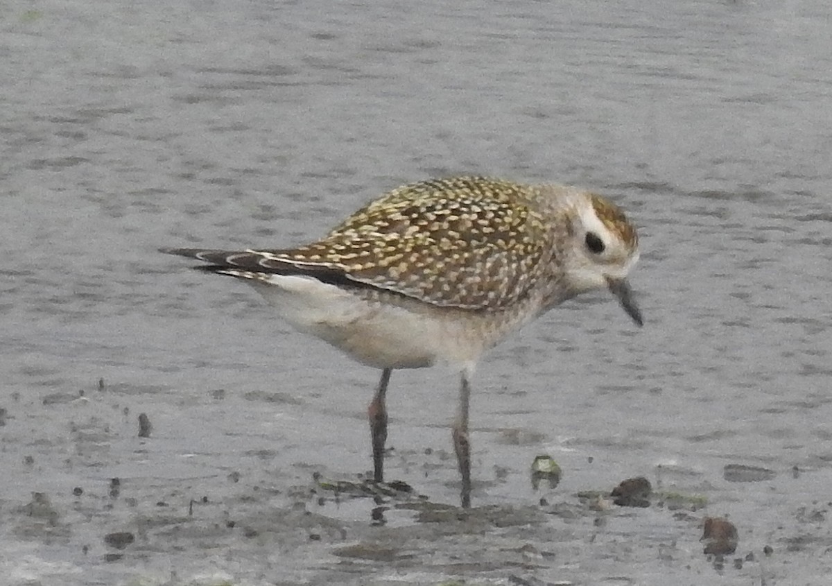 American Golden-Plover - Pat Grantham