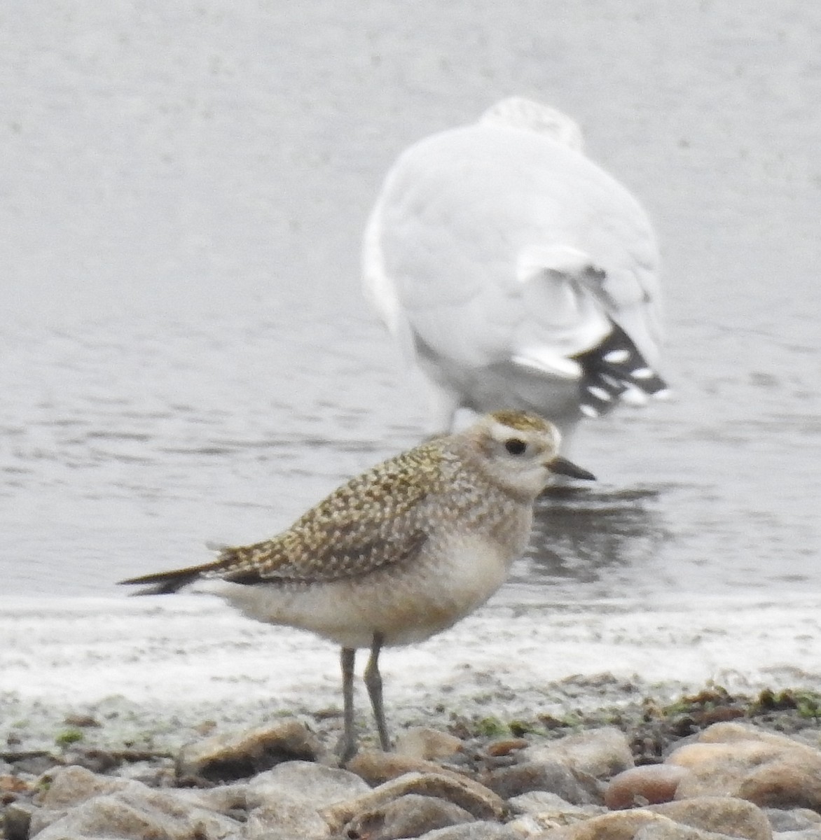 American Golden-Plover - ML69625761