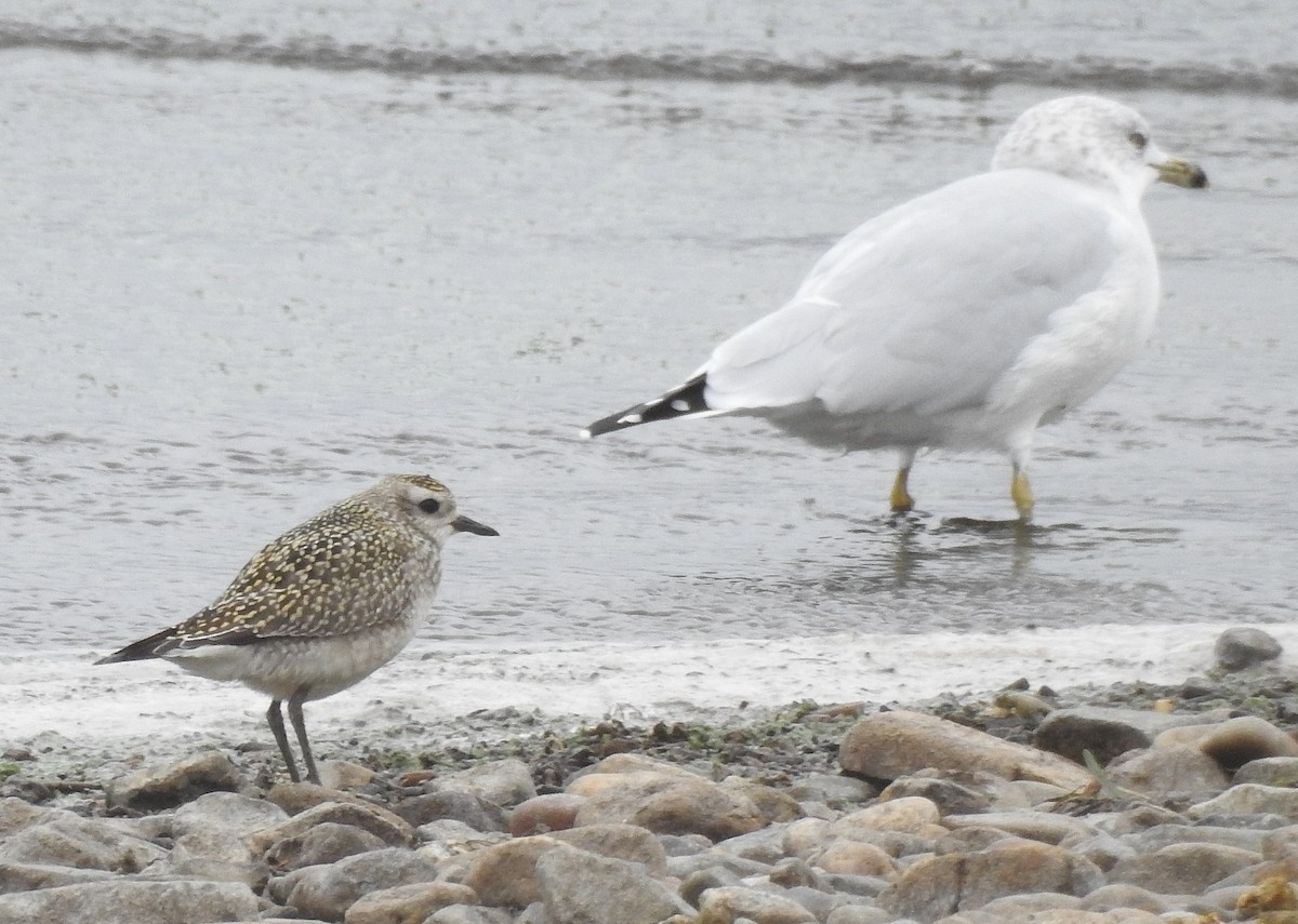 American Golden-Plover - Pat Grantham