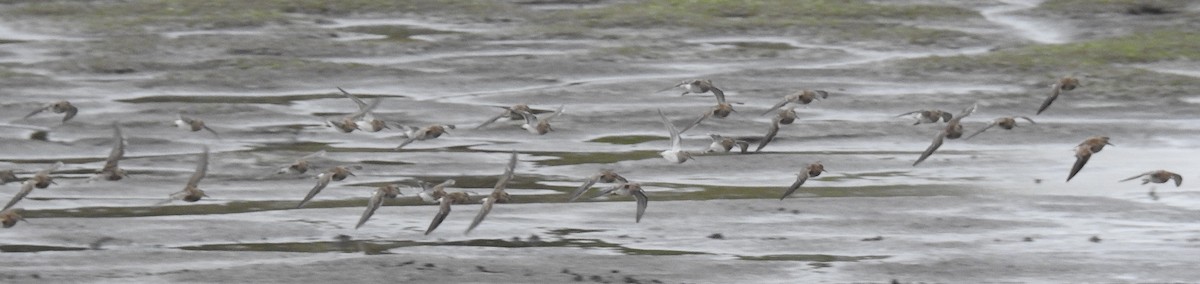 Pectoral Sandpiper - ML69625781