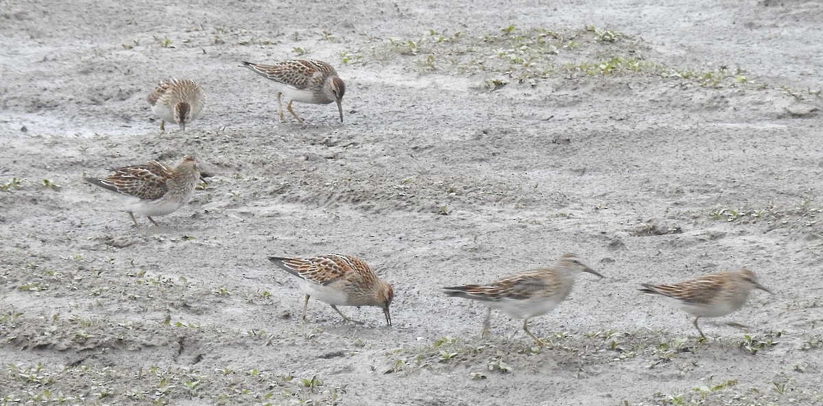 Pectoral Sandpiper - ML69625801