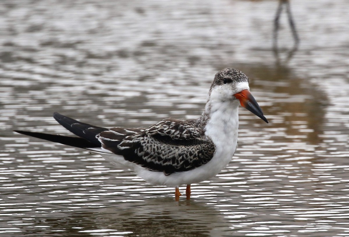 Black Skimmer - ML69625961