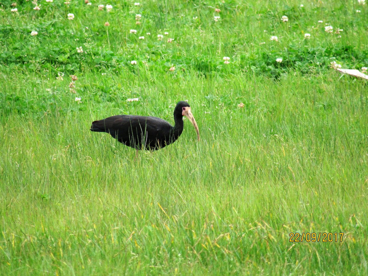 Bare-faced Ibis - Ana Verónica Arburúas