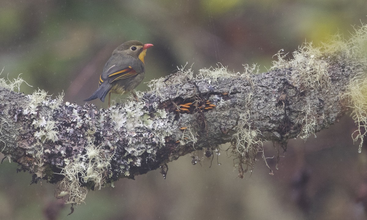 Red-billed Leiothrix - ML69628561