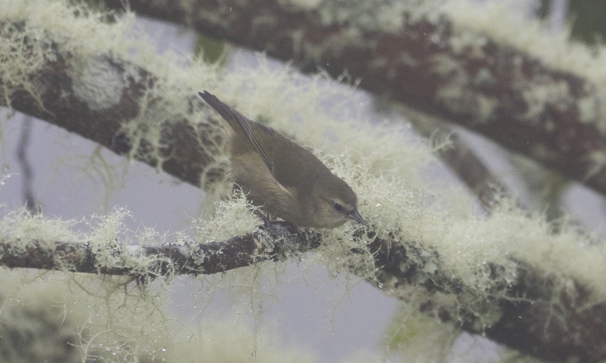 Mana-Akepakleidervogel - ML69628611