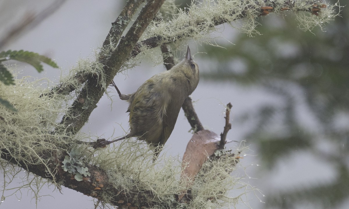 Mana-Akepakleidervogel - ML69628621