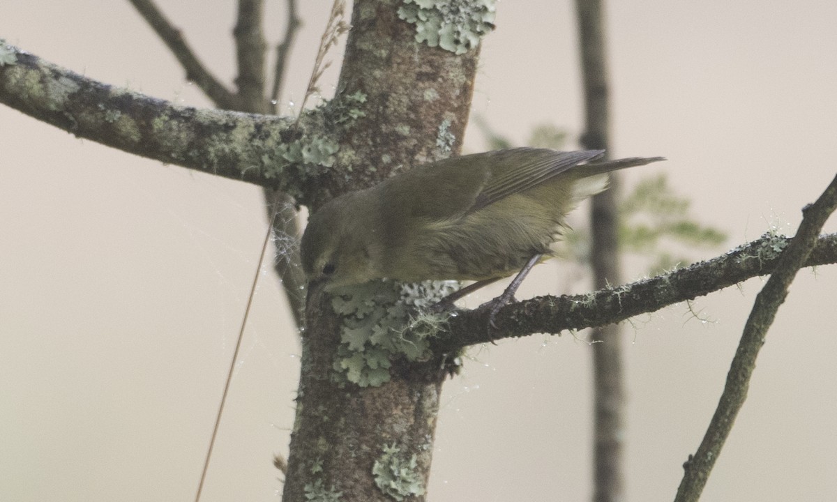 Mana-Akepakleidervogel - ML69628711
