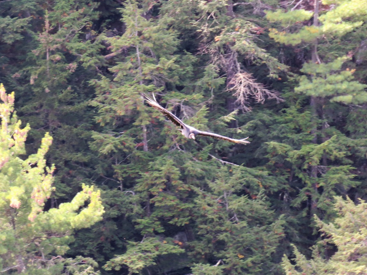 Black Vulture - ML69629041