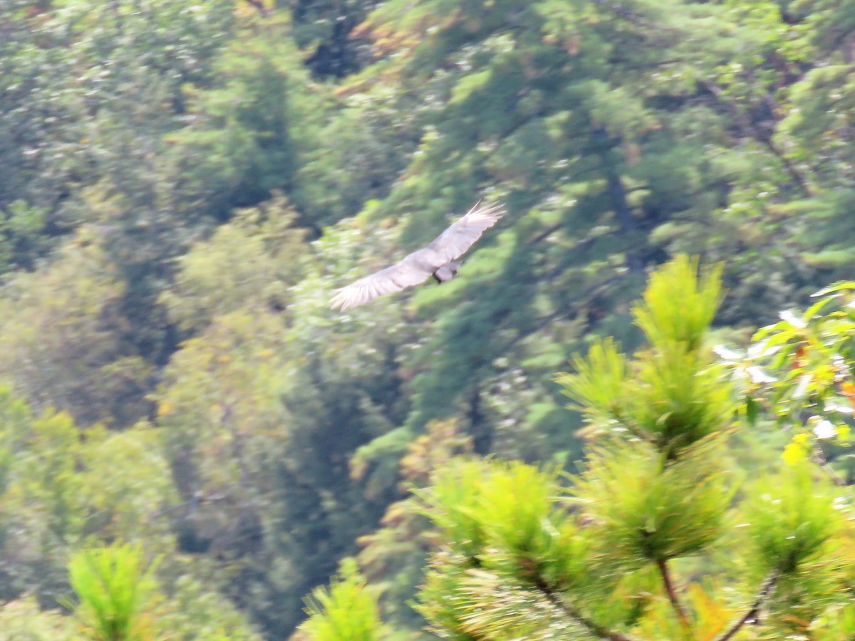 Black Vulture - ML69629071