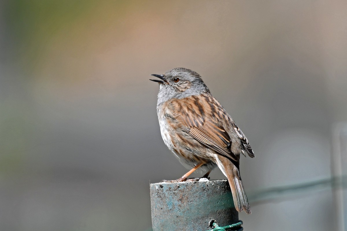 Dunnock - ML69630181