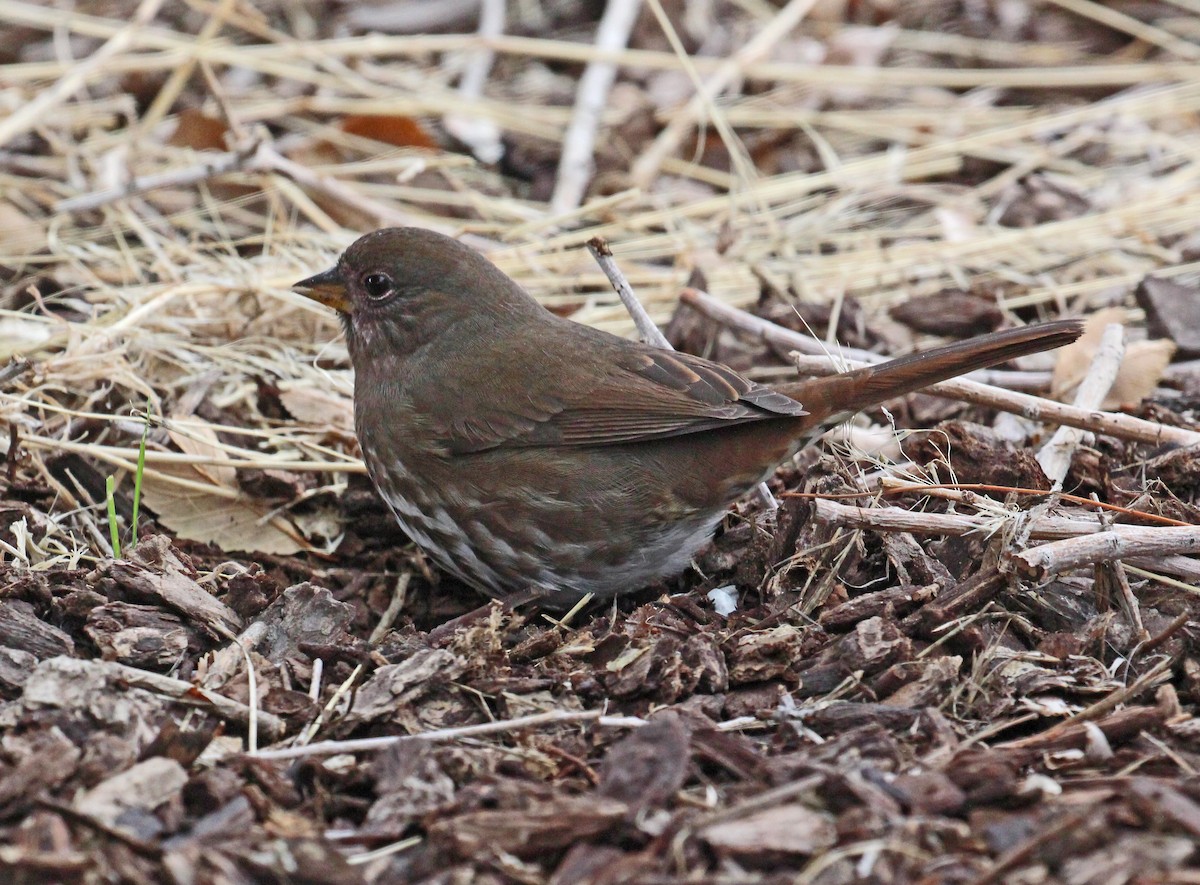 Fox Sparrow (Sooty) - Chuck Gates