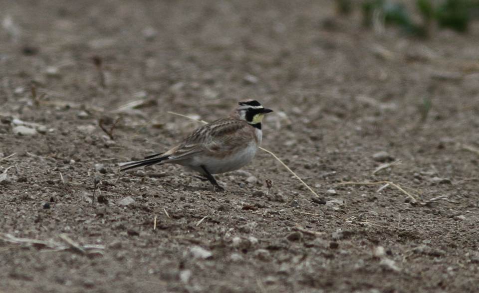 Horned Lark - ML69633801