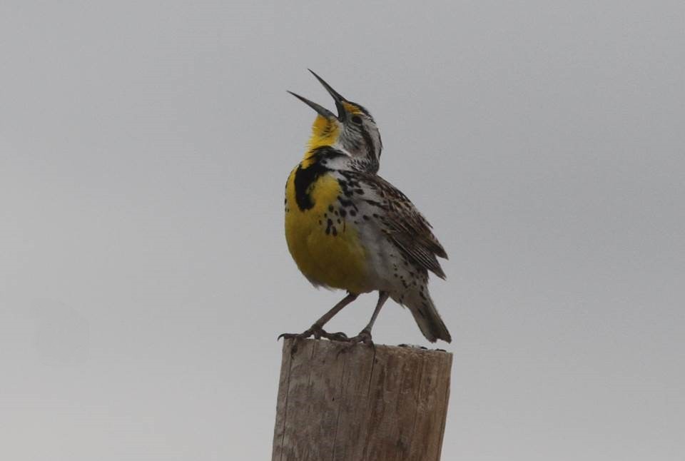 Western Meadowlark - ML69633861