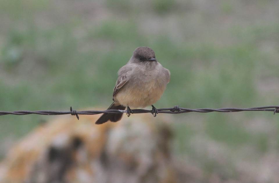 Say's Phoebe - ML69633911