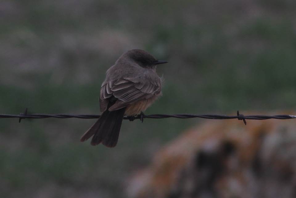 Say's Phoebe - Paul Marvin