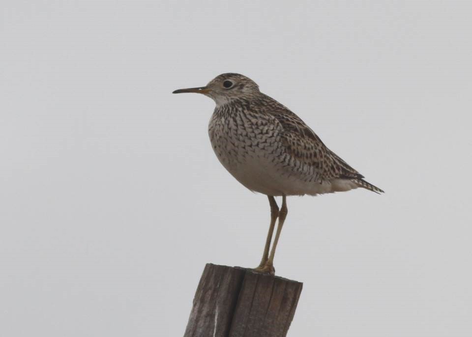 Upland Sandpiper - ML69634001