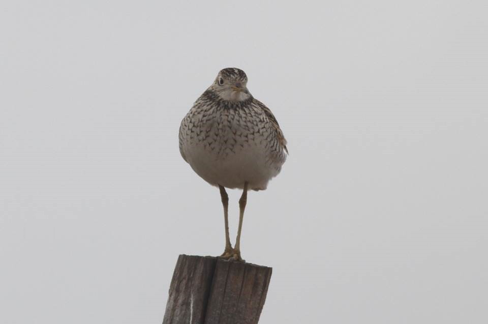 Upland Sandpiper - Paul Marvin