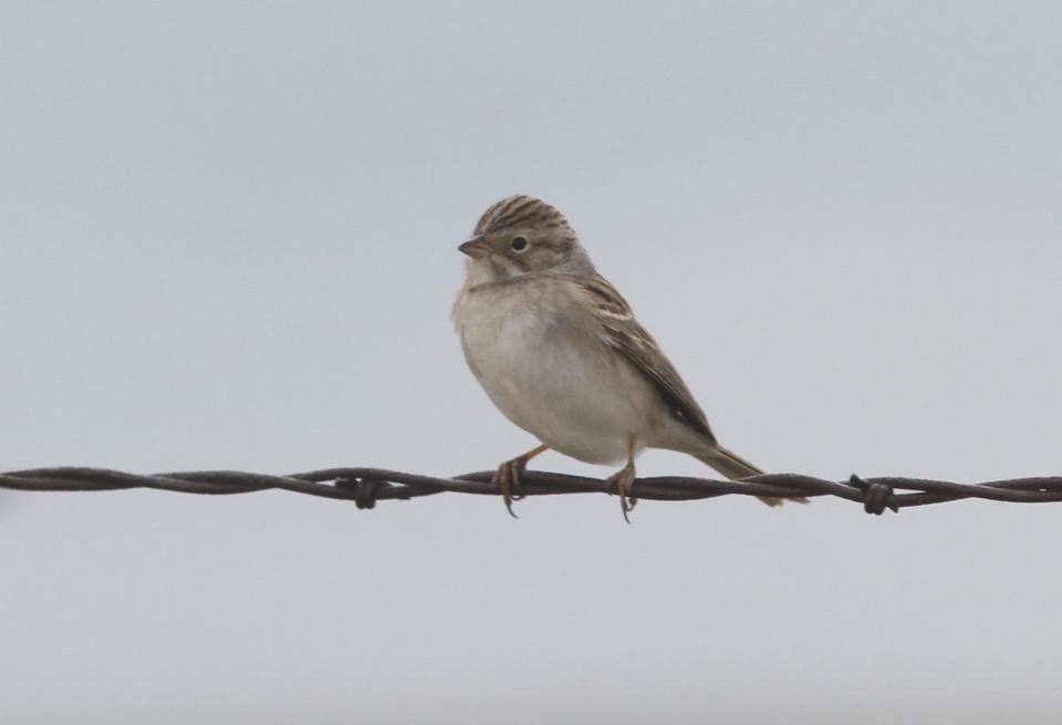 Brewer's Sparrow - ML69634041