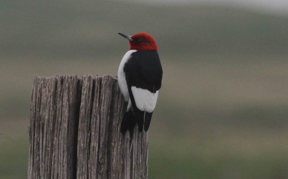 Red-headed Woodpecker - ML69634121