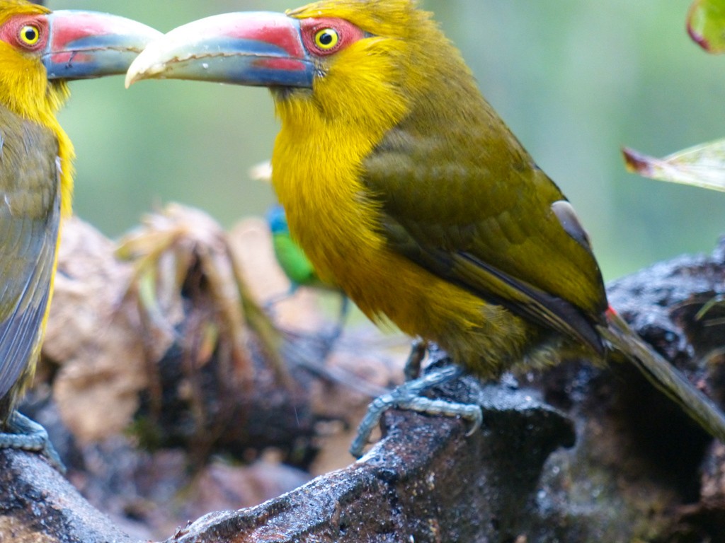 Saffron Toucanet - ML69635901