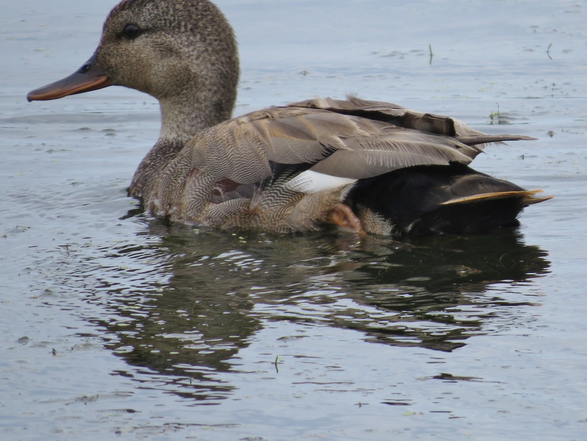 Gadwall - James Hirtle