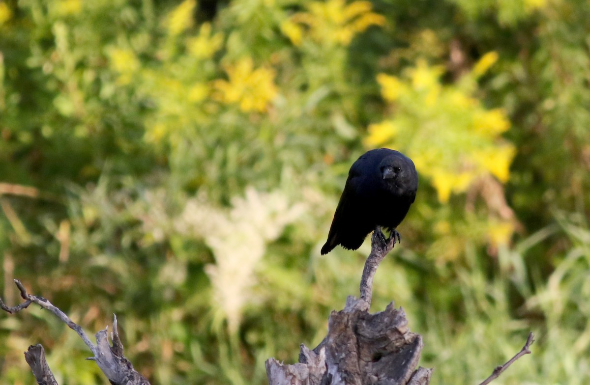 American Crow - ML69640621