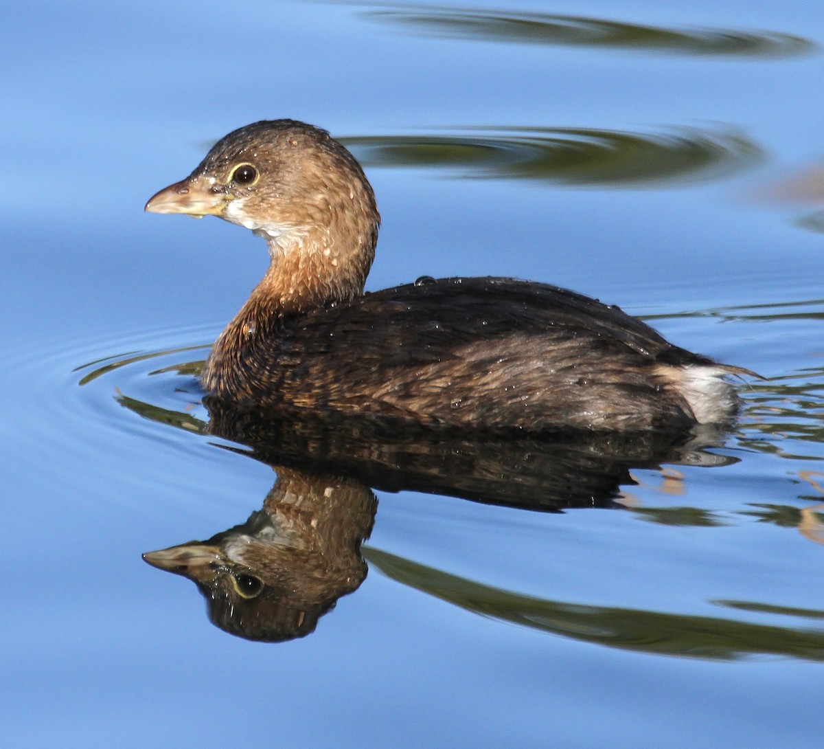 Pied-billed Grebe - ML69640941