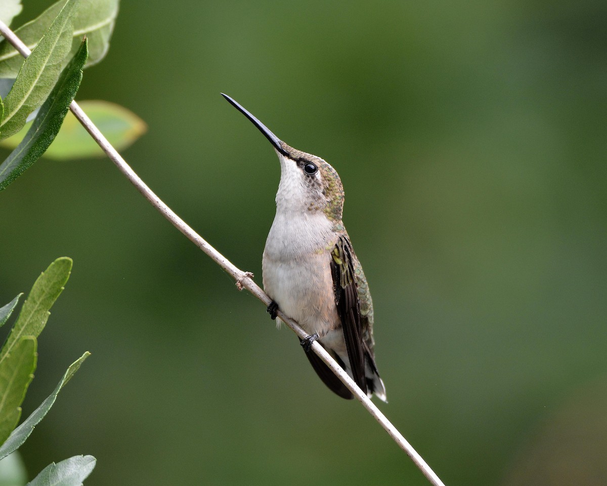 Ruby-throated Hummingbird - Sharon Lynn