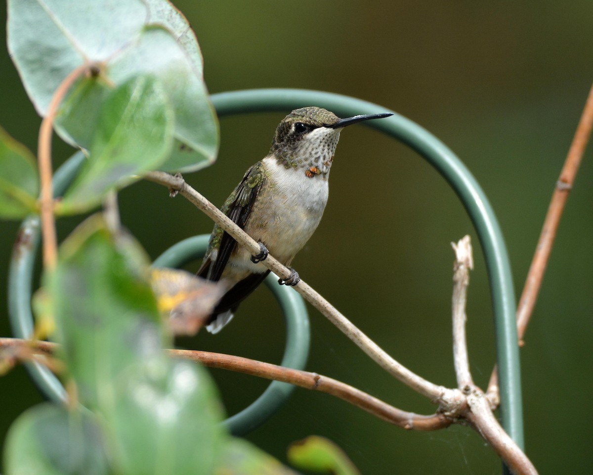 Ruby-throated Hummingbird - Sharon Lynn