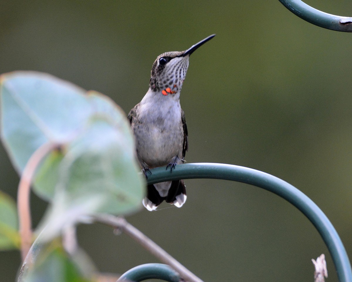 Ruby-throated Hummingbird - Sharon Lynn