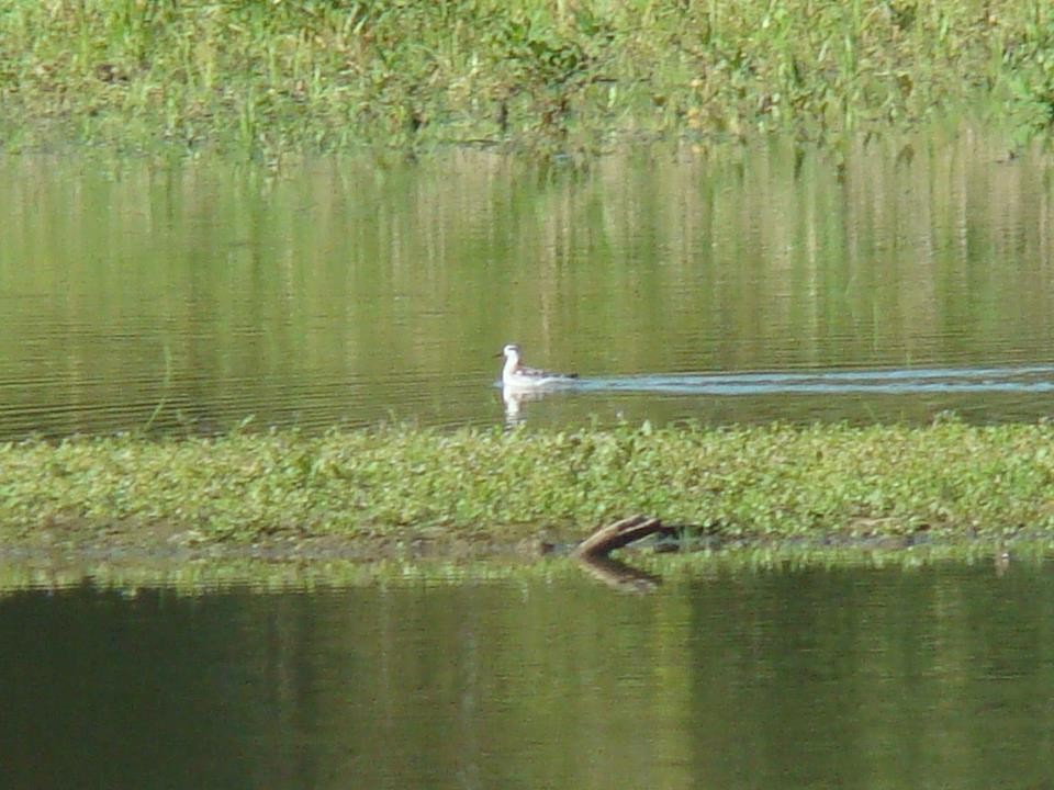 Red-necked Phalarope - ML69644231