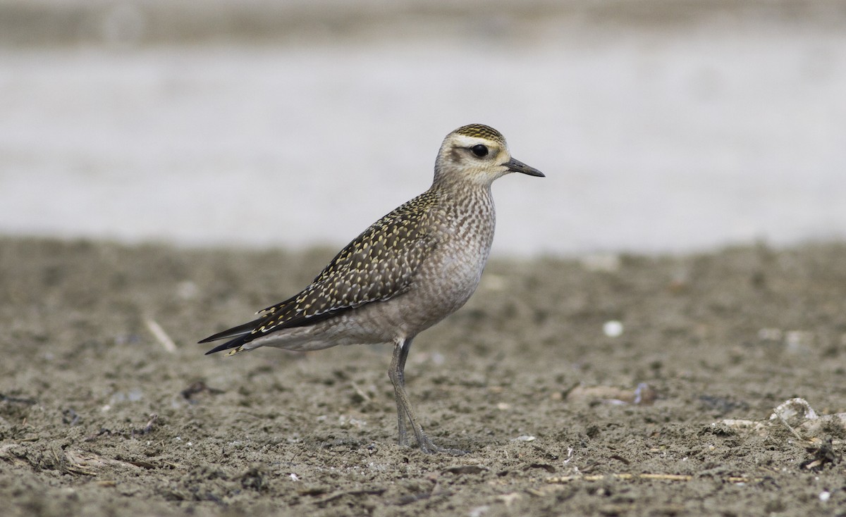 American Golden-Plover - ML69646281