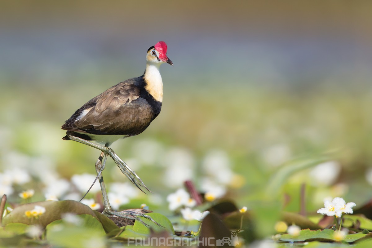 Jacana à crête - ML69646551