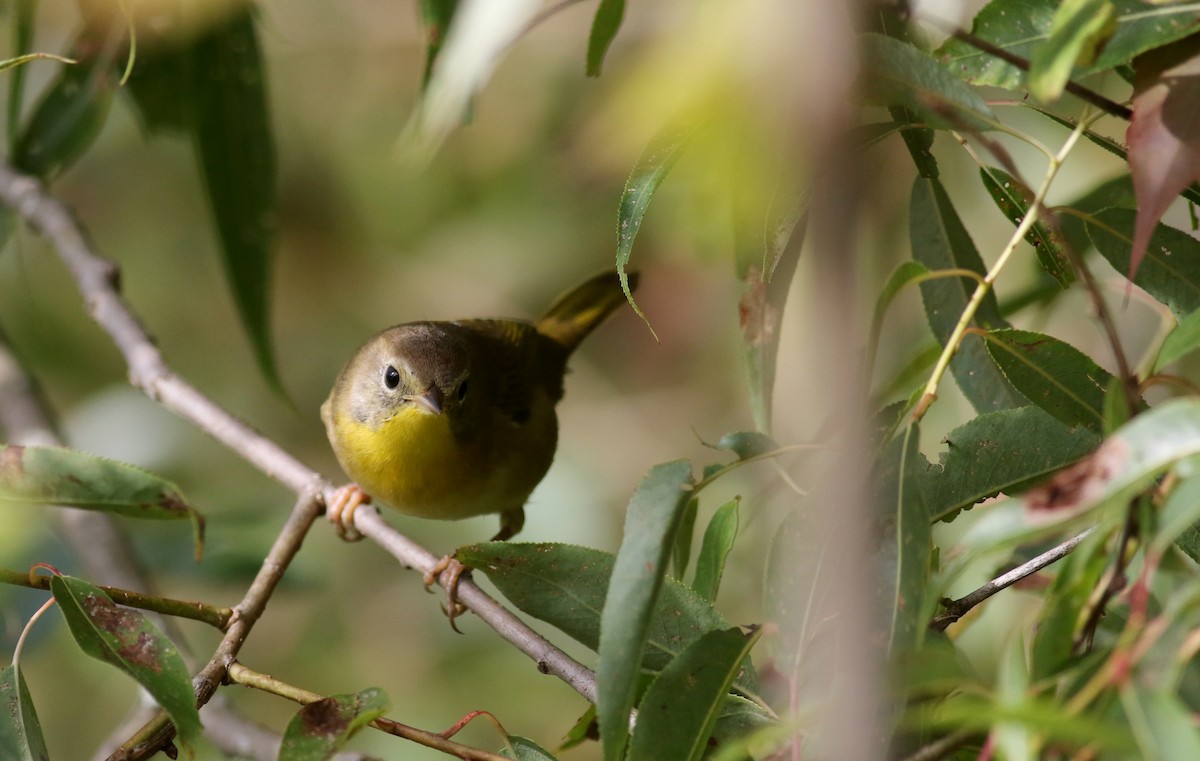 Common Yellowthroat - ML69646581