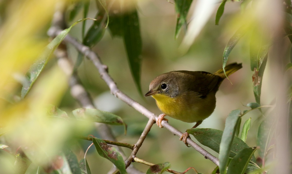 Common Yellowthroat - ML69646671