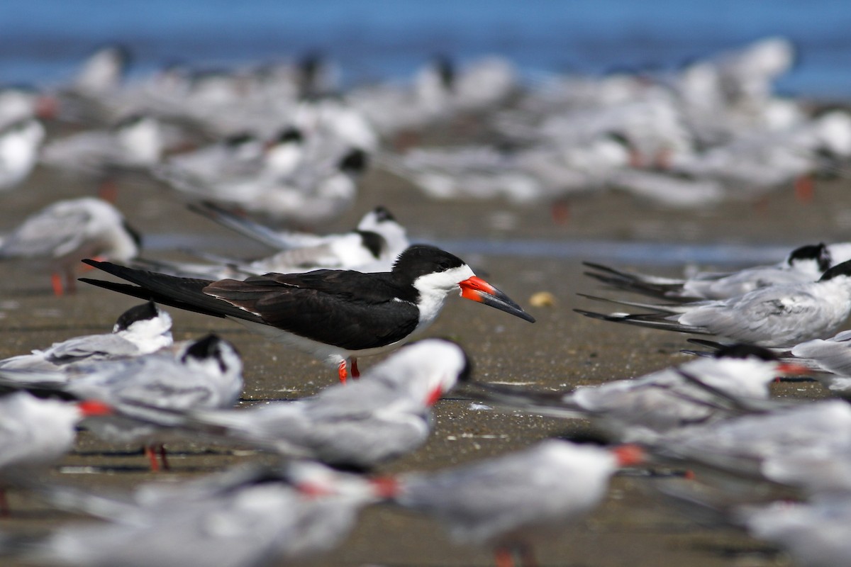 Black Skimmer - Daniel Mitev