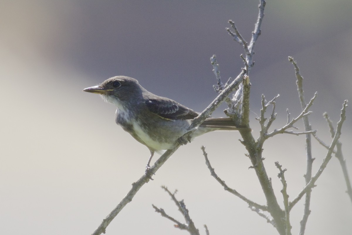 Olive-sided Flycatcher - ML69646841