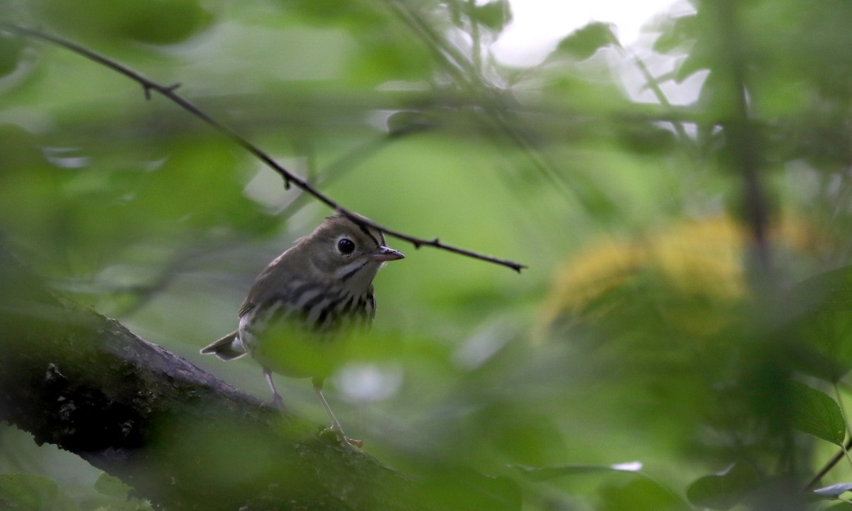 Ovenbird - ML69647031