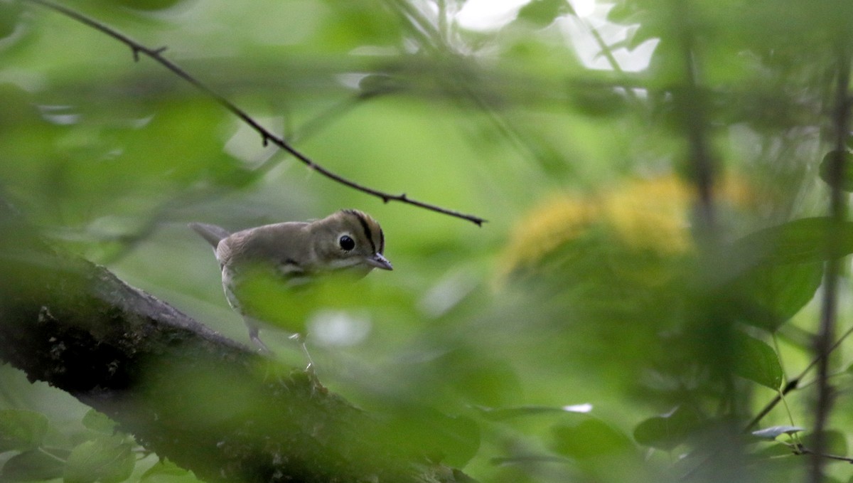 Ovenbird - ML69647081