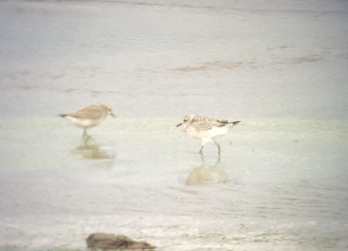 American Golden-Plover - Tom Forwood JR