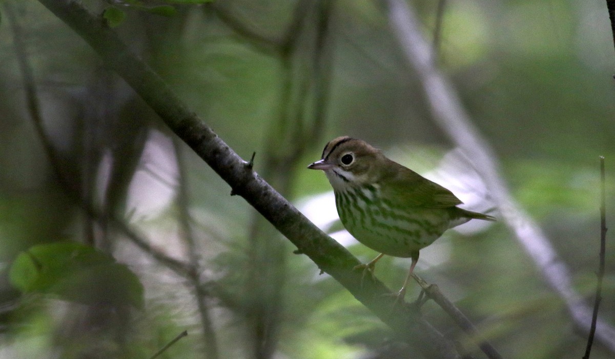 Ovenbird - Jay McGowan